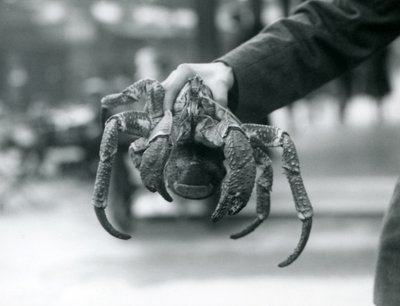 1927年7月、ロンドン動物園で飼育係に拘束された強盗カニまたはココナッツカニ 作： Frederick William Bond