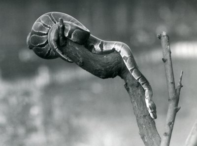 1925年10月にロンドン動物園の支部を下ったロイヤルボールパイソン 作： Frederick William Bond