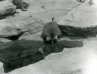ロンドン動物園の「モンキーヒル」の岩の間にあるプールで水を飲むセイタカアワダチソウ 作： Frederick William Bond