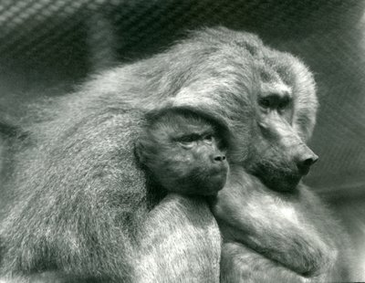 1924年7月、ロンドン動物園で幼い子供を連れた聖なるヒヒ 作： Frederick William Bond