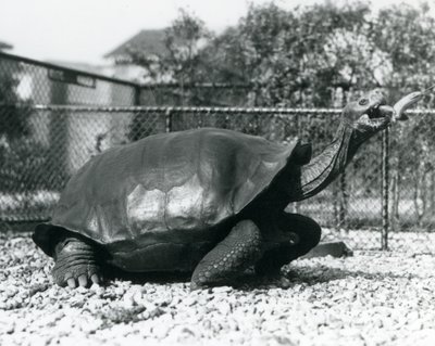 棒状のバナナで餌付けされるサドルバック、ガラパゴスゾウガメ（モノクロ写真 作： Frederick William Bond