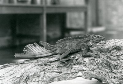 1928年、ロンドン動物園の丸太の上で休んでいる尾を傷めたセイルフィントカゲ（モノクロ写真 作： Frederick William Bond