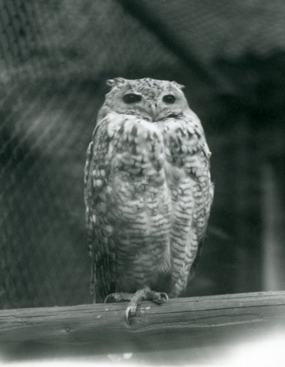 1925年9月、ロンドン動物園の枝で休んでいるSavingysファラオワシフクロウ 作： Frederick William Bond