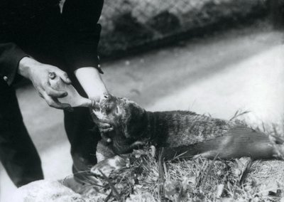 1925年8月、飼育係のロンドン動物園にボトル給餌されているアザラシの子犬 作： Frederick William Bond