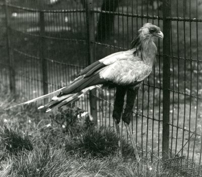 1923年9月、ロンドン動物園の秘書の鳥 作： Frederick William Bond