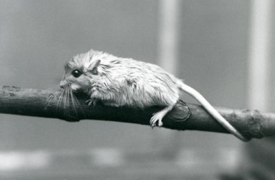 1927年にロンドン動物園の枝に沿って登るショーズジャード。 作： Frederick William Bond