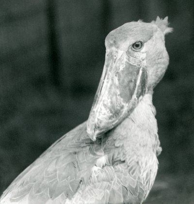 1926年7月、ロンドンの動物園でコウノトリを請求 作： Frederick William Bond