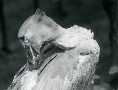 1926年にロンドン動物園で羽を修復しているハシビロコウ 作： Frederick William Bond