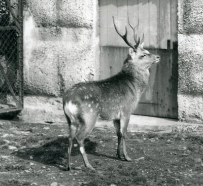 1927年8月にロンドン動物園で彼の囲いに立っているSikaJapaneseSpotted Stag 作： Frederick William Bond