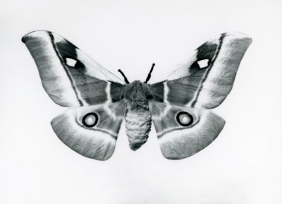 1930年以前のロンドン動物園に生息するカイコガ属ブナエアカフラリア 作： Frederick William Bond