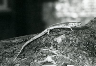 1929年、ロンドン動物園の丸太の上で休むスカンク（モノクロ写真 作： Frederick William Bond