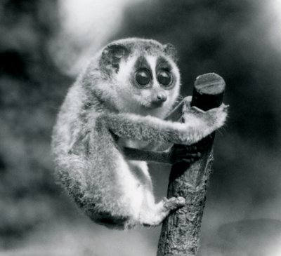 1926年8月、ロンドン動物園の支部の終わりをつかんでいる細身のロリス 作： Frederick William Bond