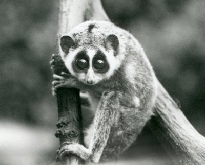 枝の上から見下ろす細身のロリス、ロンドン動物園、1926年8月 作： Frederick William Bond