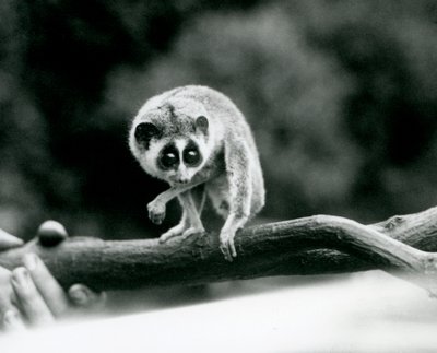 1926年8月にロンドン動物園で飼育員の手に保持されている枝の上から見下ろす細いロリス 作： Frederick William Bond