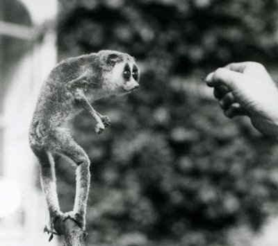1926年8月にロンドンズーで飼育されているミミズの餌を与えられた飼育員の手を見て、枝に直立した細身のロリス 作： Frederick William Bond