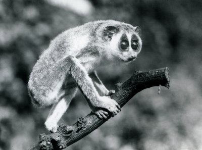 枝の上を歩く細いロリス、ロンドン動物園、1926年8月 作： Frederick William Bond