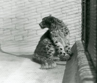 床に座っているユキヒョウ（ロンドン動物園 作： Frederick William Bond