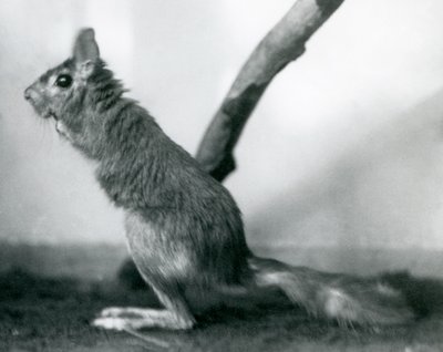 1925年12月、ロンドン動物園の囲いの枝のそばに座っている南アフリカ産のSpringhareCape Jumping Hare 作： Frederick William Bond