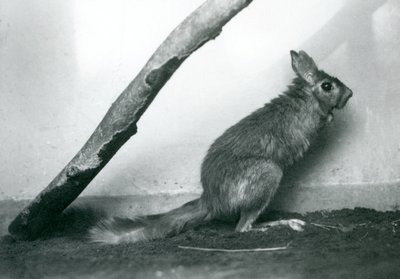 1925年12月、ロンドン動物園の囲いの枝の下に座っている南アフリカ産のSpringhareCape Jumping Hare 作： Frederick William Bond