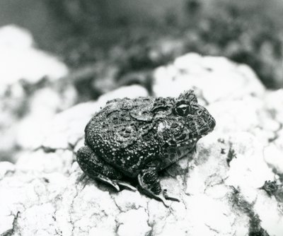 岩の上に座る南アメリカのツノガエル（ロンドン動物園、1928年8月）（モノクロ写真 作： Frederick William Bond