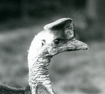1925年6月、ロンドン動物園でのヒクイドリ 作： Frederick William Bond