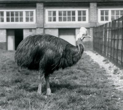 1925年6月、ロンドン動物園のヒクイドリ 作： Frederick William Bond