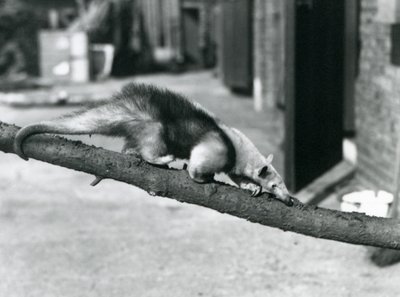 ロンドン動物園で枝に沿って歩くミナミオオアリクイ／コロラドオオアリクイ／レッサーオオアリクイ 作： Frederick William Bond