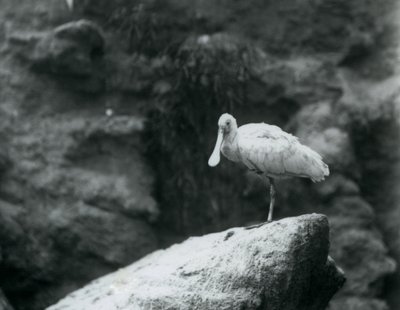 1927年9月にロンドン動物園の岩の上に立っているクロツラヘラサギ 作： Frederick William Bond