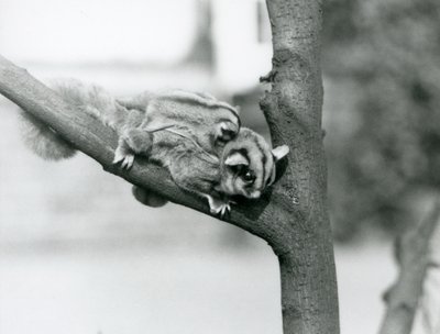 枝の上で赤ちゃんを背負っているシュガーグライダー（ロンドン動物園 作： Frederick William Bond