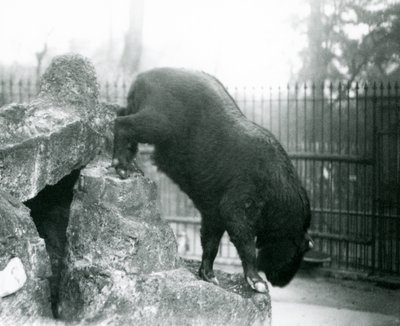 ロンドン動物園で、岩から降りるタキン（別名キャトルシャモア、グヌヤギ）。 作： Frederick William Bond