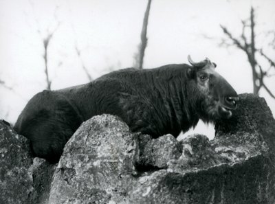 ロンドン動物園、1925年、岩の上で休んでいるタキン。牛シャモアまたはGnuヤギとも呼ばれます。 作： Frederick William Bond