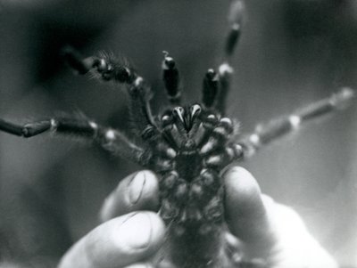 1925年10月にロンドン動物園で牙を下から見せるために開催されたタランチュラ 作： Frederick William Bond