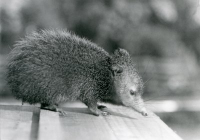1929年、ロンドン動物園のテンレック（モノクロ写真 作： Frederick William Bond