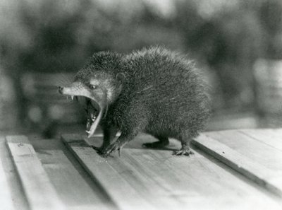口を開けて広い開口部と鋭い歯を見せるテンレック（ロンドン動物園 作： Frederick William Bond