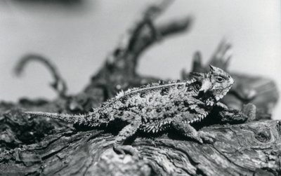 1928年9月、ロンドン動物園の丸太の上で休んでいるテキサスツノトカゲ/HornedToad/Horny Toad(モノクロ写真) 作： Frederick William Bond