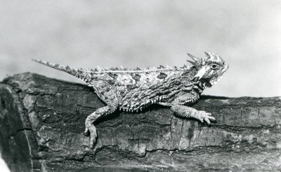 1928年8月、ロンドン動物園の丸太の上で休むテキサス・ホーンテッド・トード/ホーントード/ホーニー・トード（モノクロ写真 作： Frederick William Bond