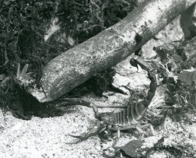 1928年、ロンドン動物園のテキサススコーピオン（モノクロ写真 作： Frederick William Bond