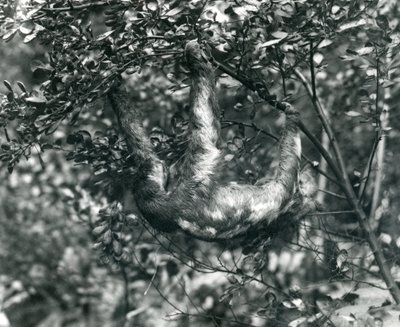 ロンドン動物園の緑豊かな枝からぶら下がっている3フタユビナマケモノ。 1920年8月。 作： Frederick William Bond