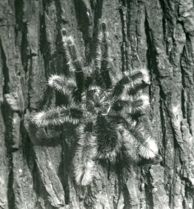 木の幹の樹皮にトリニダードシェブロンタランチュラ、ロンドン動物園、1926年10月 作： Frederick William Bond