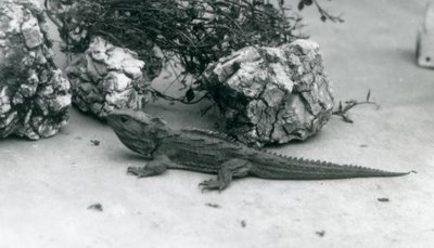 1927年にロンドン動物園のトゥアタラ 作： Frederick William Bond