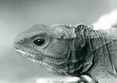 1928年、ロンドン動物園のトゥアタラ（モノクロ写真 作： Frederick William Bond