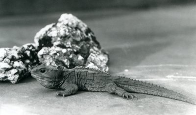 1928年、ロンドン動物園の岩の前に横たわるトゥアタラ（モノクロ写真 作： Frederick William Bond