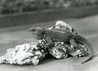 1929年、ロンドン動物園の岩の上に横たわるトゥアタラ（モノクロ写真 作： Frederick William Bond