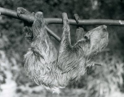 1927年にロンドンの動物園で切られた枝からぶら下がっているナマケモノ 作： Frederick William Bond