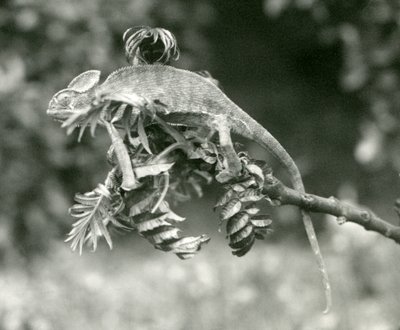 1924年6月、ロンドン動物園の緑豊かな枝の端にあるエボシまたはイエメンのカメレオン 作： Frederick William Bond