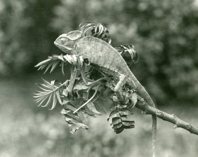 1924年6月、ロンドン動物園の緑豊かな枝の端にあるエボシまたはイエメンのカメレオン 作： Frederick William Bond