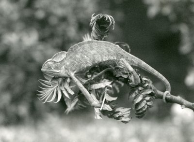 ベールに覆われた、またはイエメンのカメレオンは、その謎めいた尾を持つ葉の茂った枝の終わりまでつかまります、ロンドン動物園、1924年6月 作： Frederick William Bond