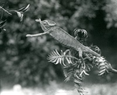 ベールに覆われたまたはイエメンのカメレオンが1つの緑豊かな枝に立って、別のロンドン動物園に向かって手を差し伸べる、1924年6月 作： Frederick William Bond