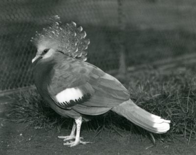 1927年9月にロンドン動物園の地面に立っているビクトリアクラウンピジョン 作： Frederick William Bond