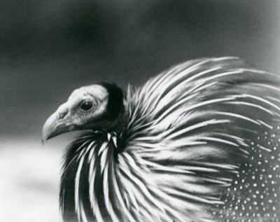 1927年にロンドン動物園で飼育されたギニアアヒル 作： Frederick William Bond